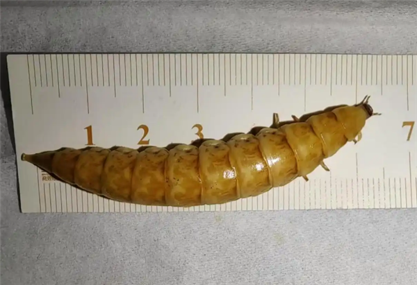 on9star開戶：四川发现巨型萤火虫：体长超7厘米 发光点多达30余个