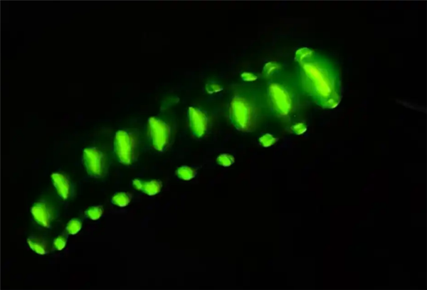 on9star開戶：四川发现巨型萤火虫：体长超7厘米 发光点多达30余个